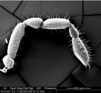 Media type: image;   Invertebrate Zoology 134641